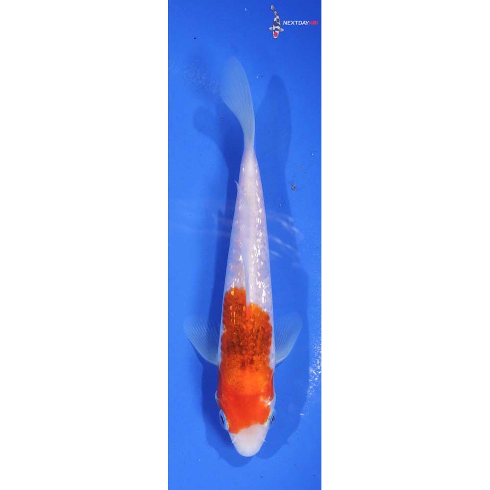 6” Imported Gin Rin Kohaku