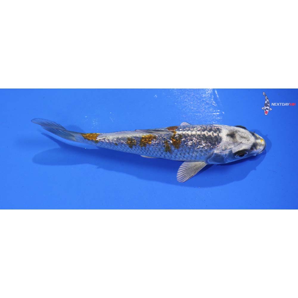 5” Imported Gin Rin Ochiba Shigure