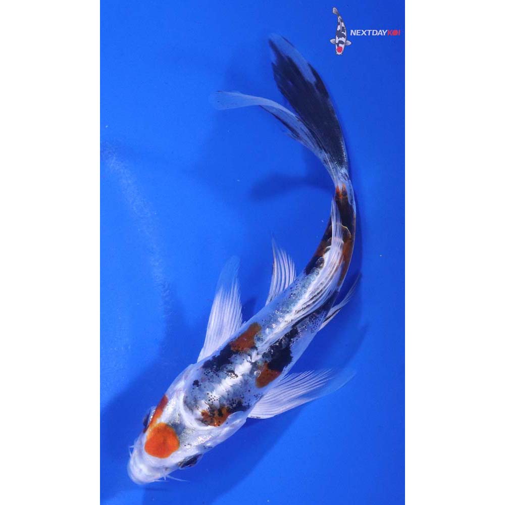 5” Imported Heisei Nishiki Butterfly Koi