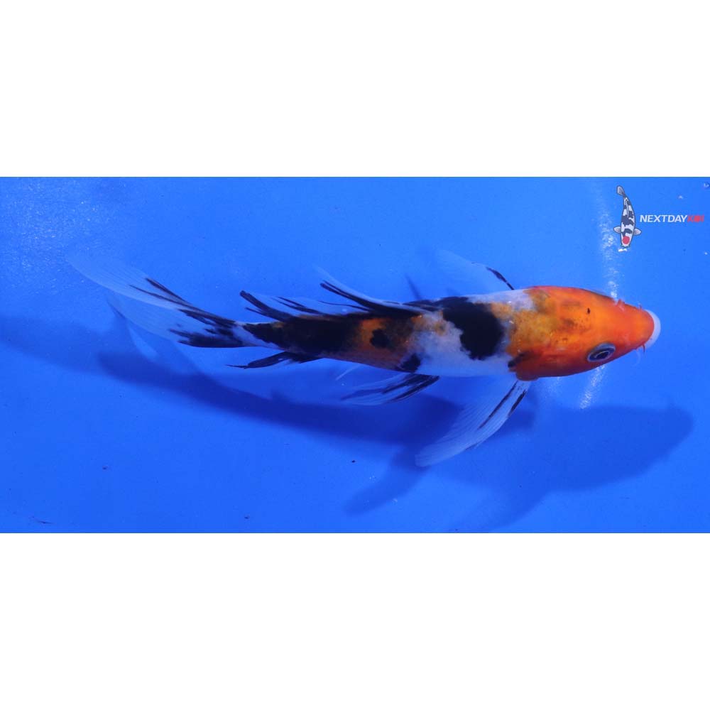 5” Imported Sanke Butterfly Koi
