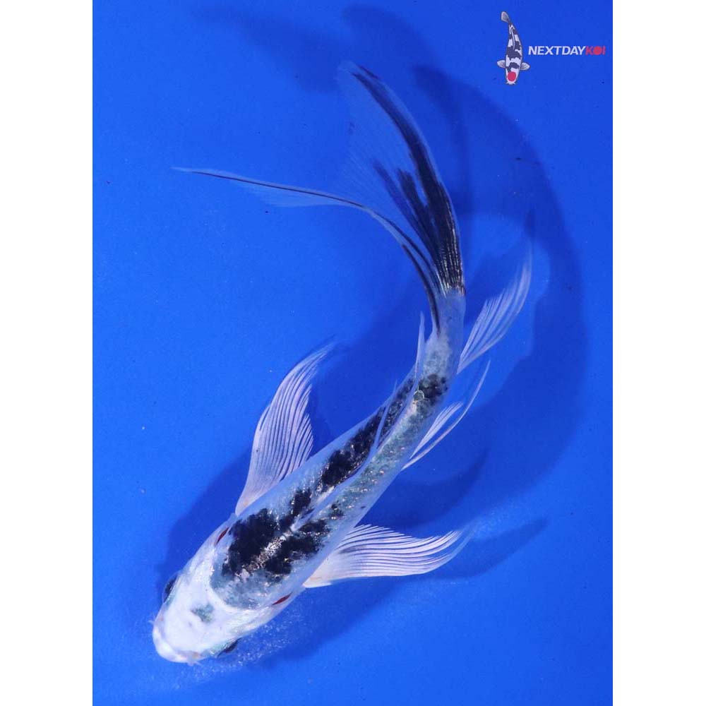 5” Imported Gin Shiro Bekko Butterfly Koi