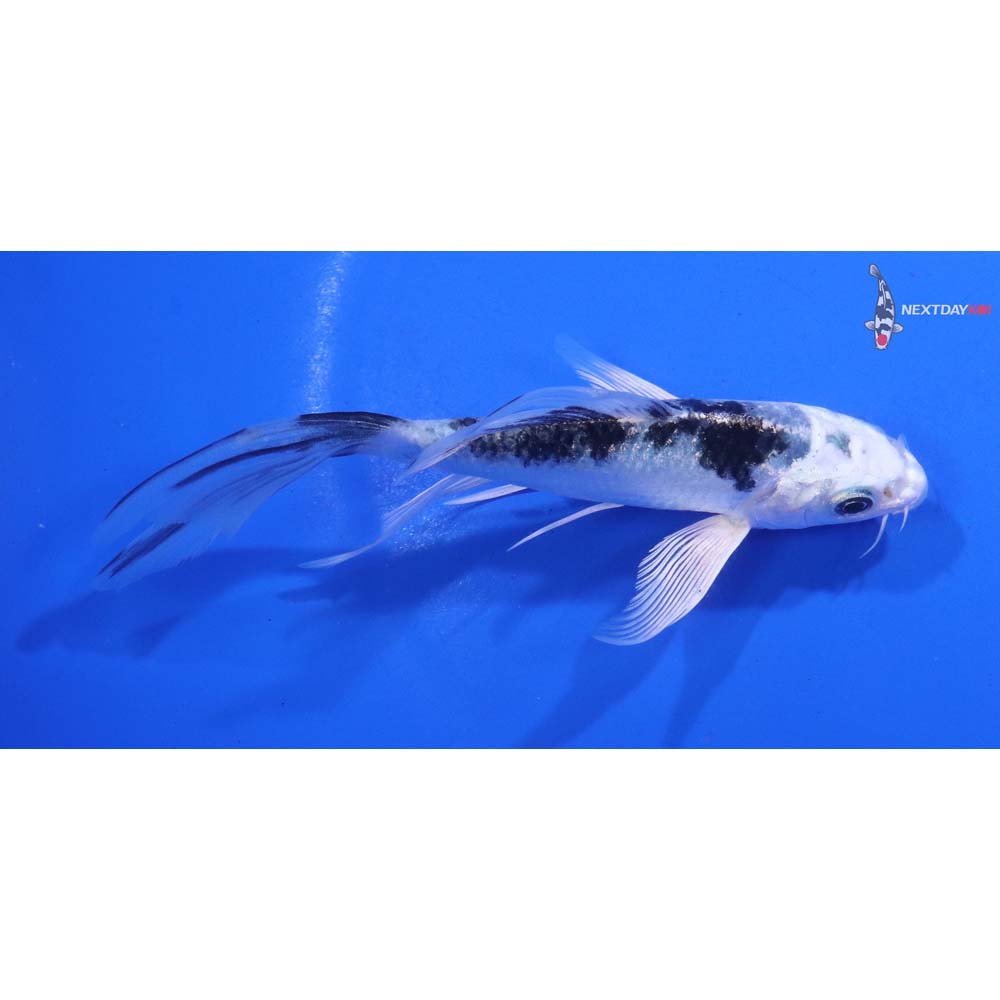 5” Imported Gin Shiro Bekko Butterfly Koi