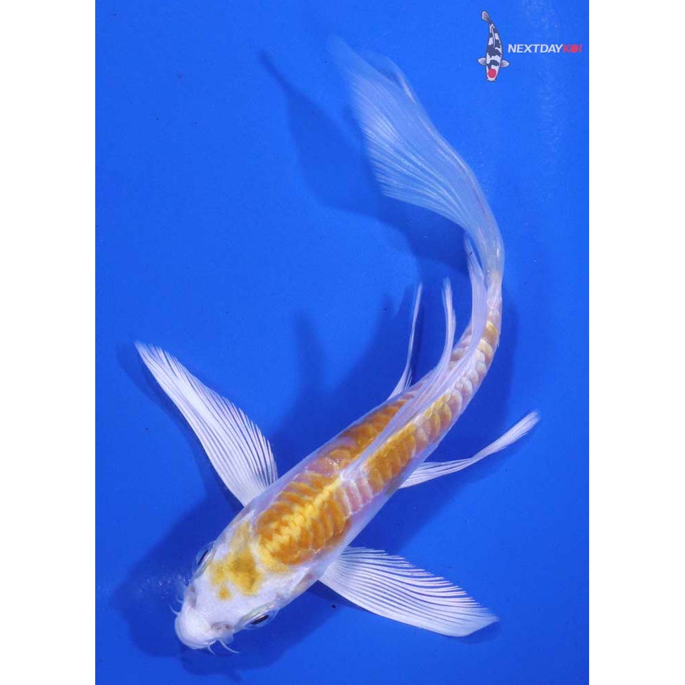 5” Imported Doitsu Lemon Hariwake Butterfly Koi