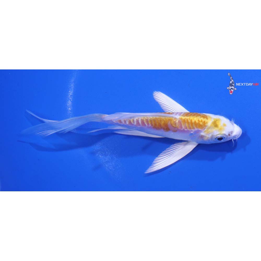 5” Imported Doitsu Lemon Hariwake Butterfly Koi