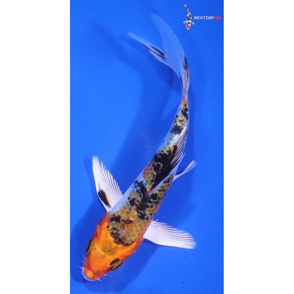 5” Imported Yamato Nishiki Butterfly Koi