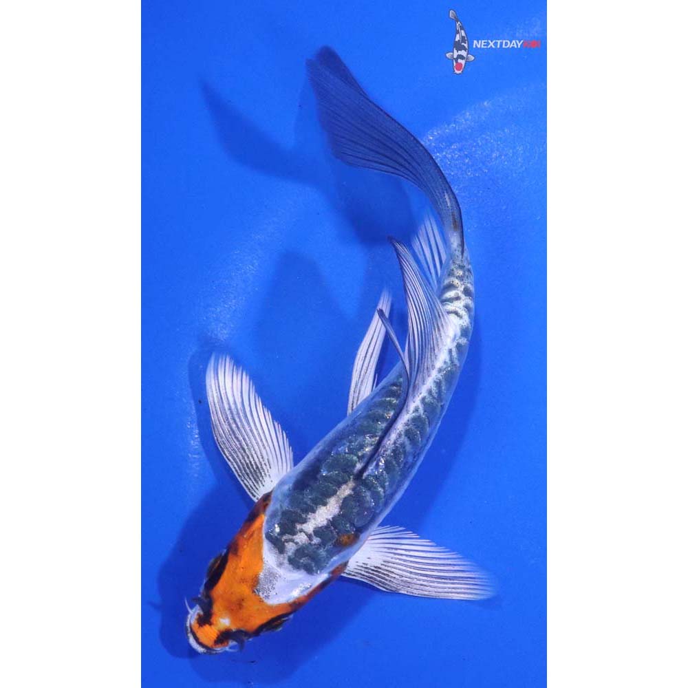 5” Imported Doitsu Kujaku Butterfly Koi
