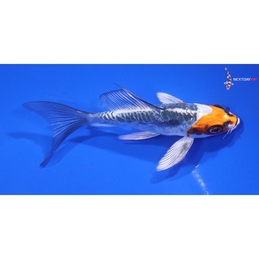 5” Imported Doitsu Kujaku Butterfly Koi