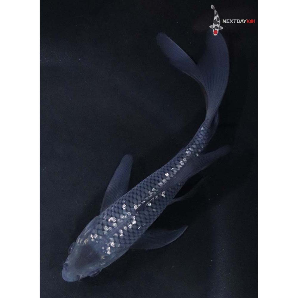 5” Imported Gin Rin Soragoi Butterfly Koi