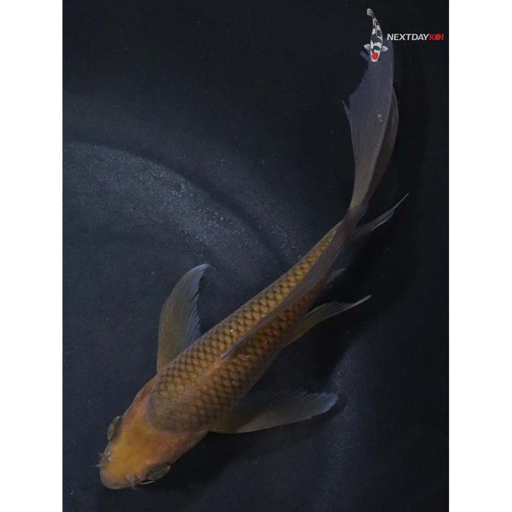 5.5” Imported Chagoi Butterfly Koi