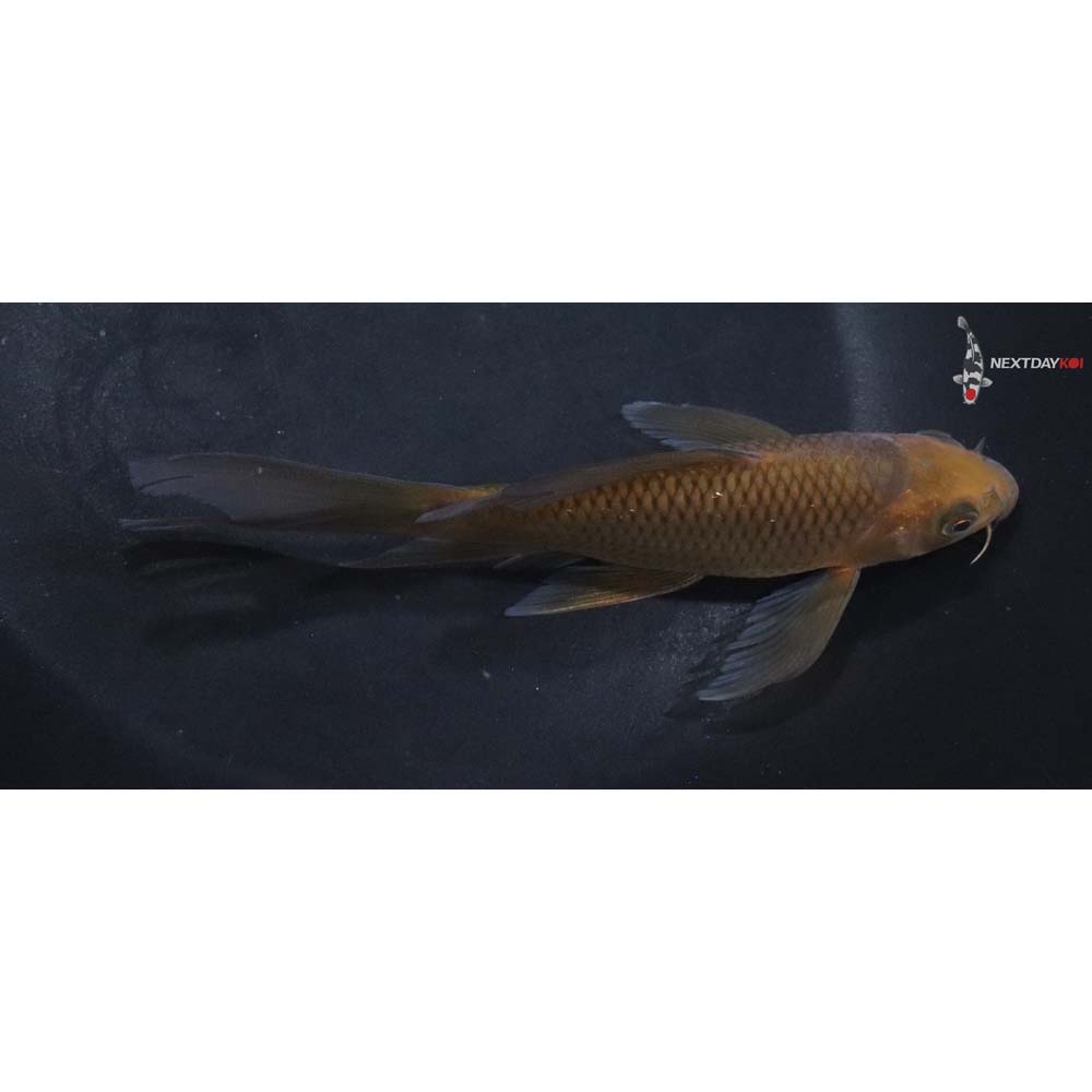 5.5” Imported Chagoi Butterfly Koi