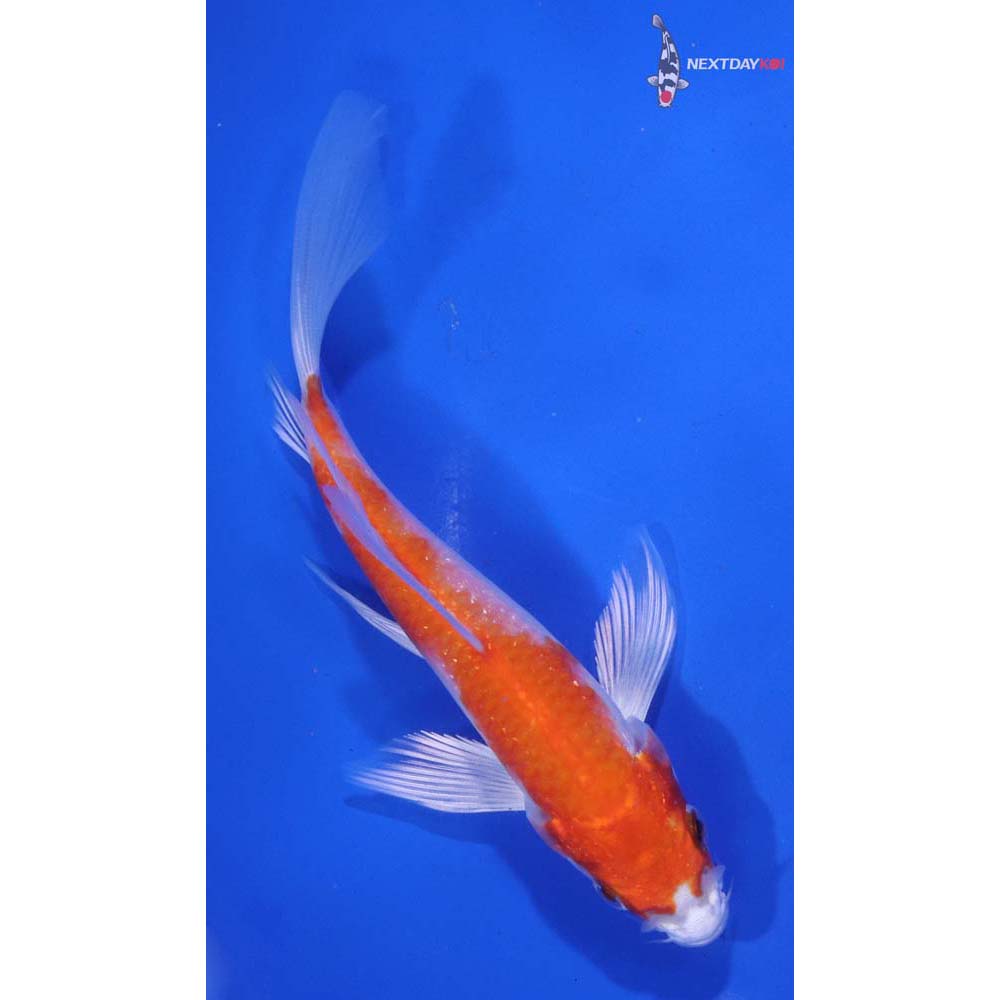 5.5” Imported Hariwake Butterfly Koi