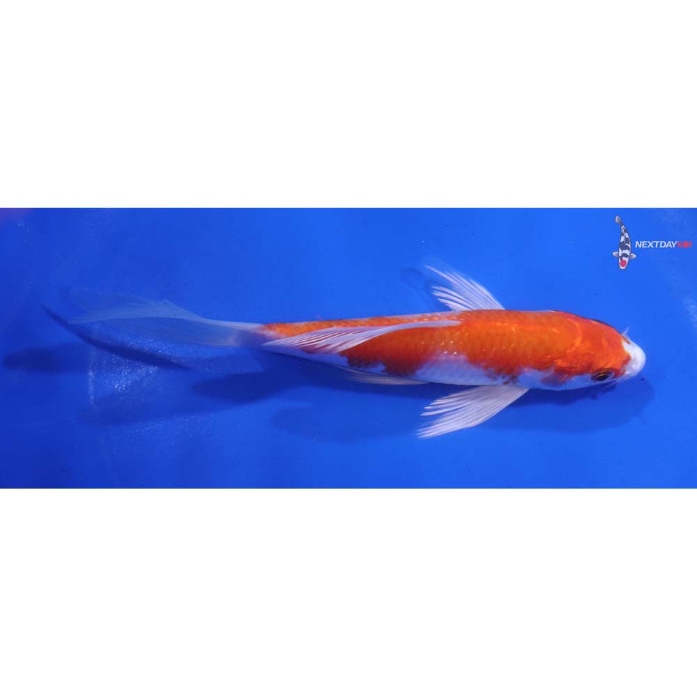 5.5” Imported Hariwake Butterfly Koi