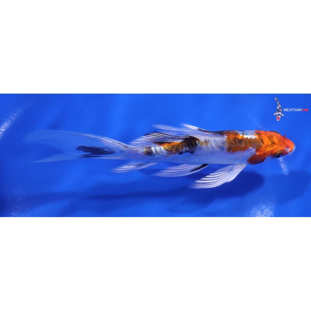 5.5” Imported Heisei Nishiki Butterfly Koi
