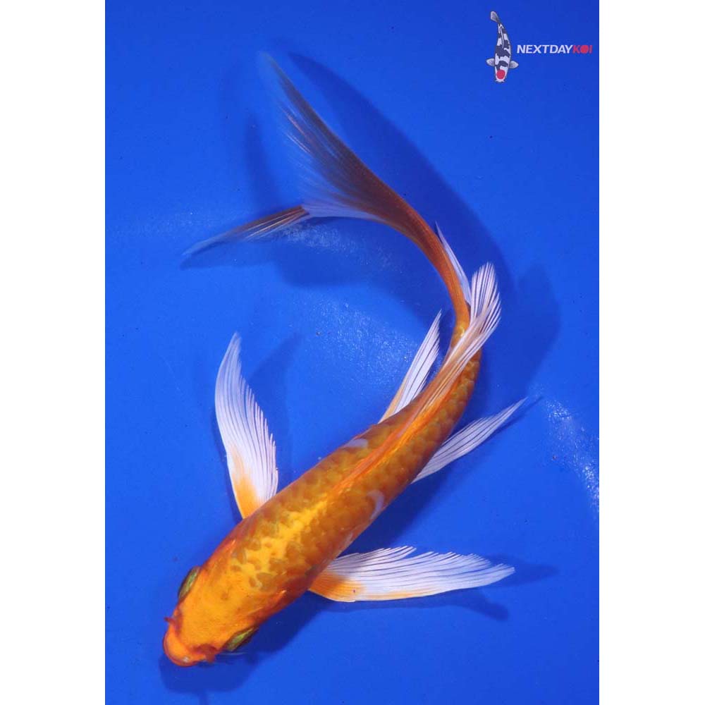 5.5” Imported Armor Scaled Orenji Ogon Butterfly Koi