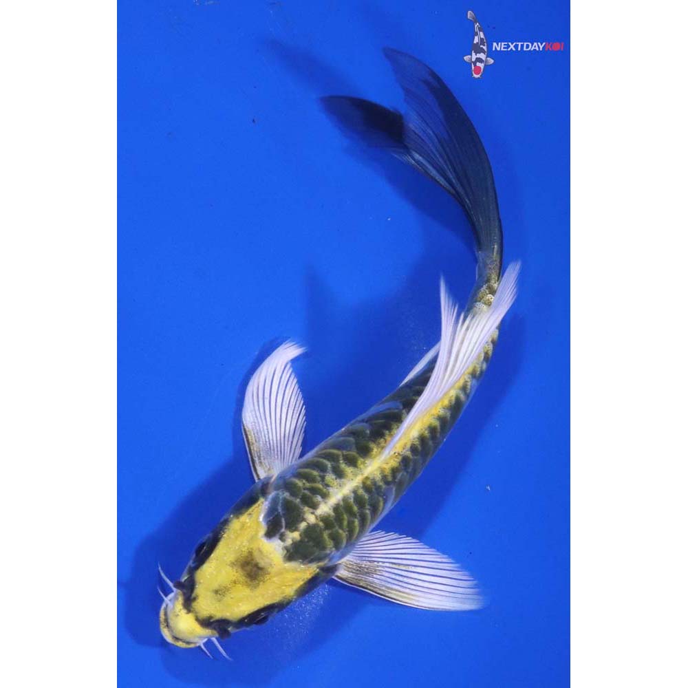 5.5” Imported Armor Scaled Kujaku Butterfly Koi
