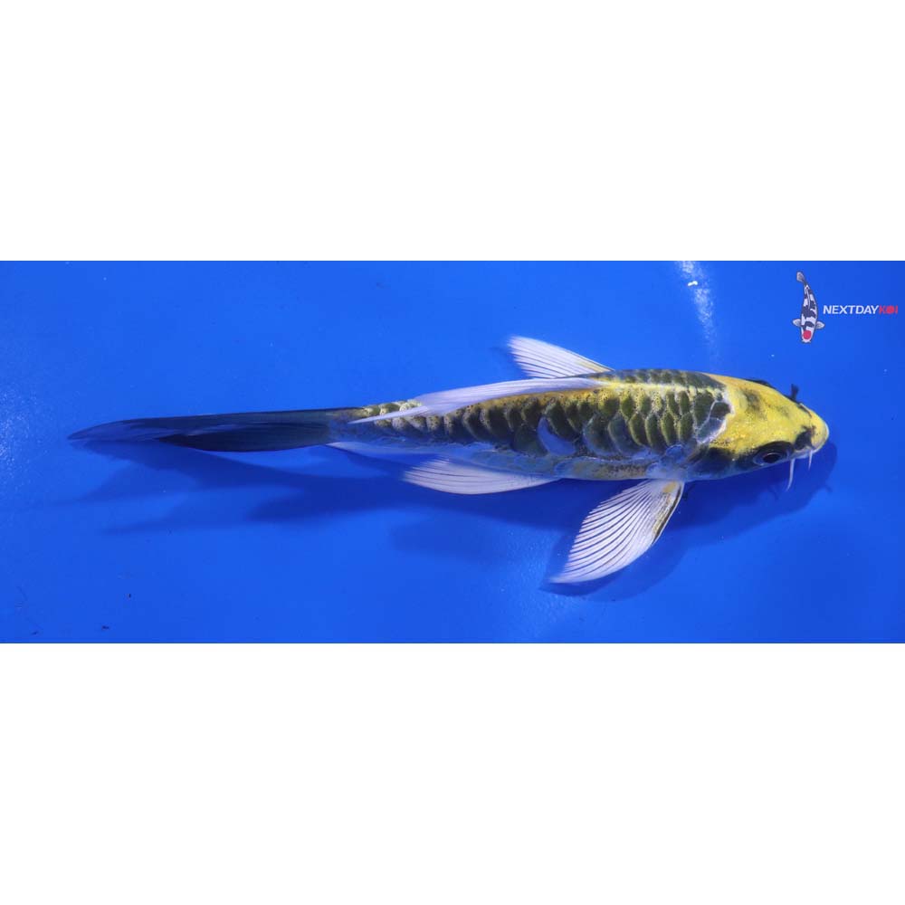 5.5” Imported Armor Scaled Kujaku Butterfly Koi
