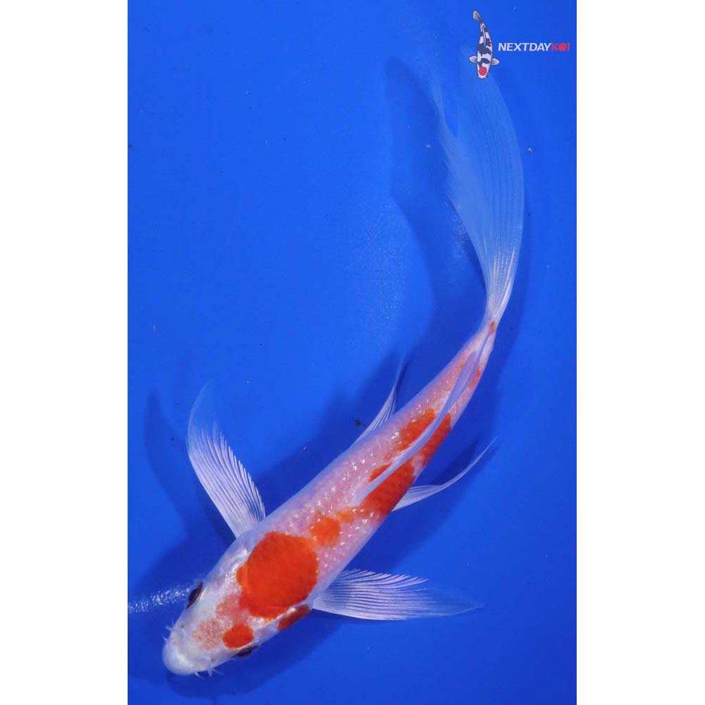 5.5” Imported Hariwake Butterfly Koi