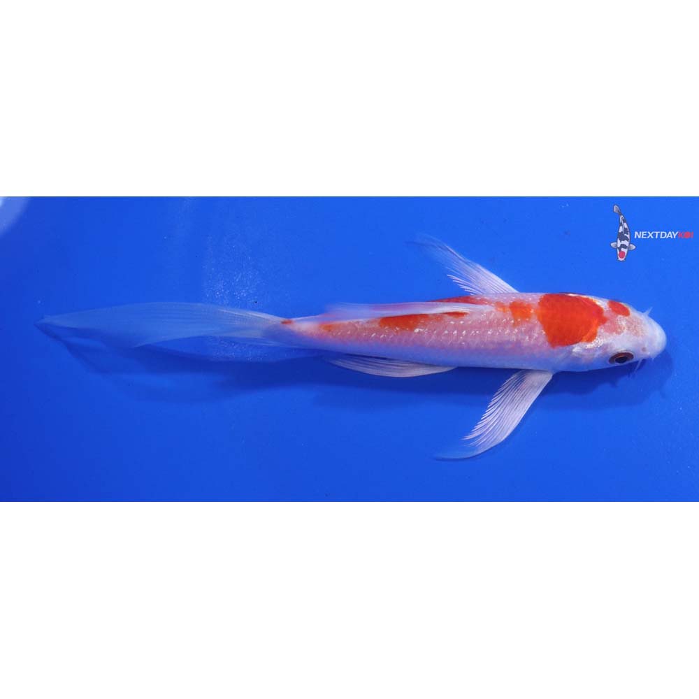 5.5” Imported Hariwake Butterfly Koi