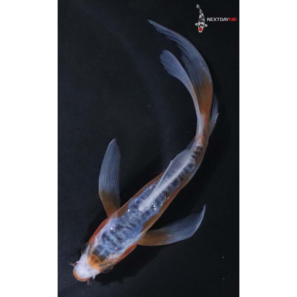 6” Imported Shusui Butterfly Koi