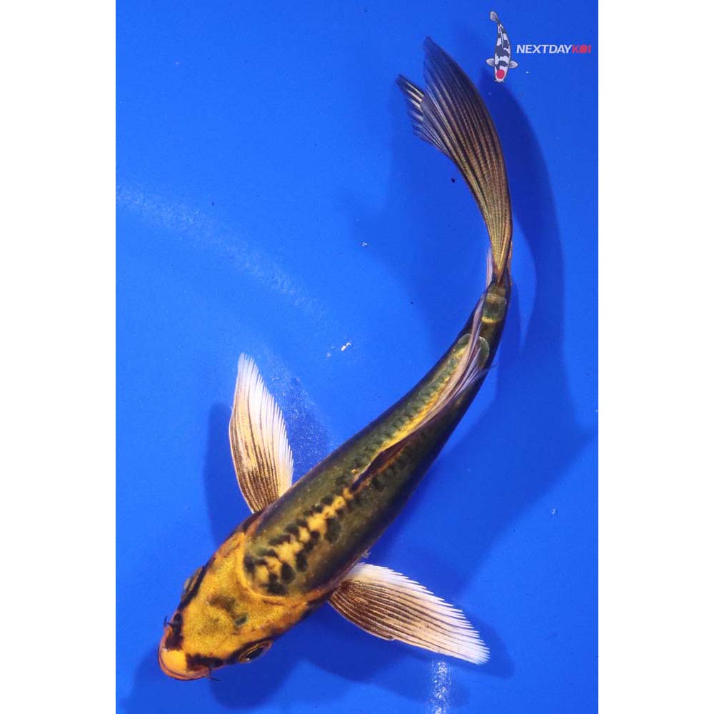 5” Imported Doitsu Orenji Matsuba Butterfly Koi