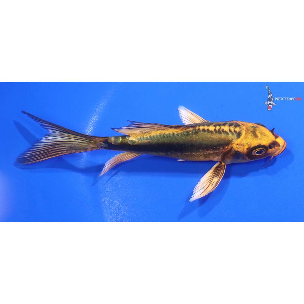 5” Imported Doitsu Orenji Matsuba Butterfly Koi