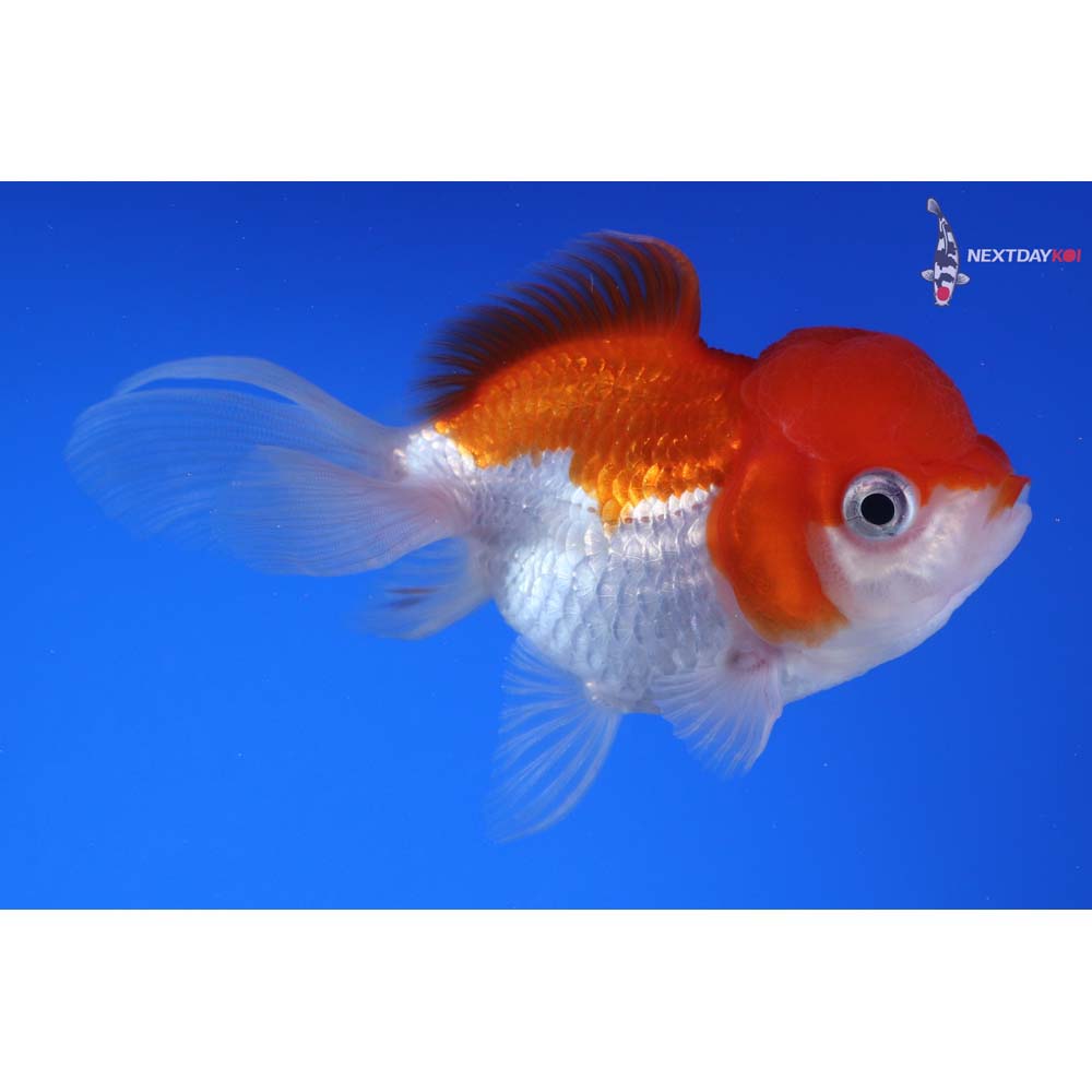 3.5” Imported Red and White Oranda