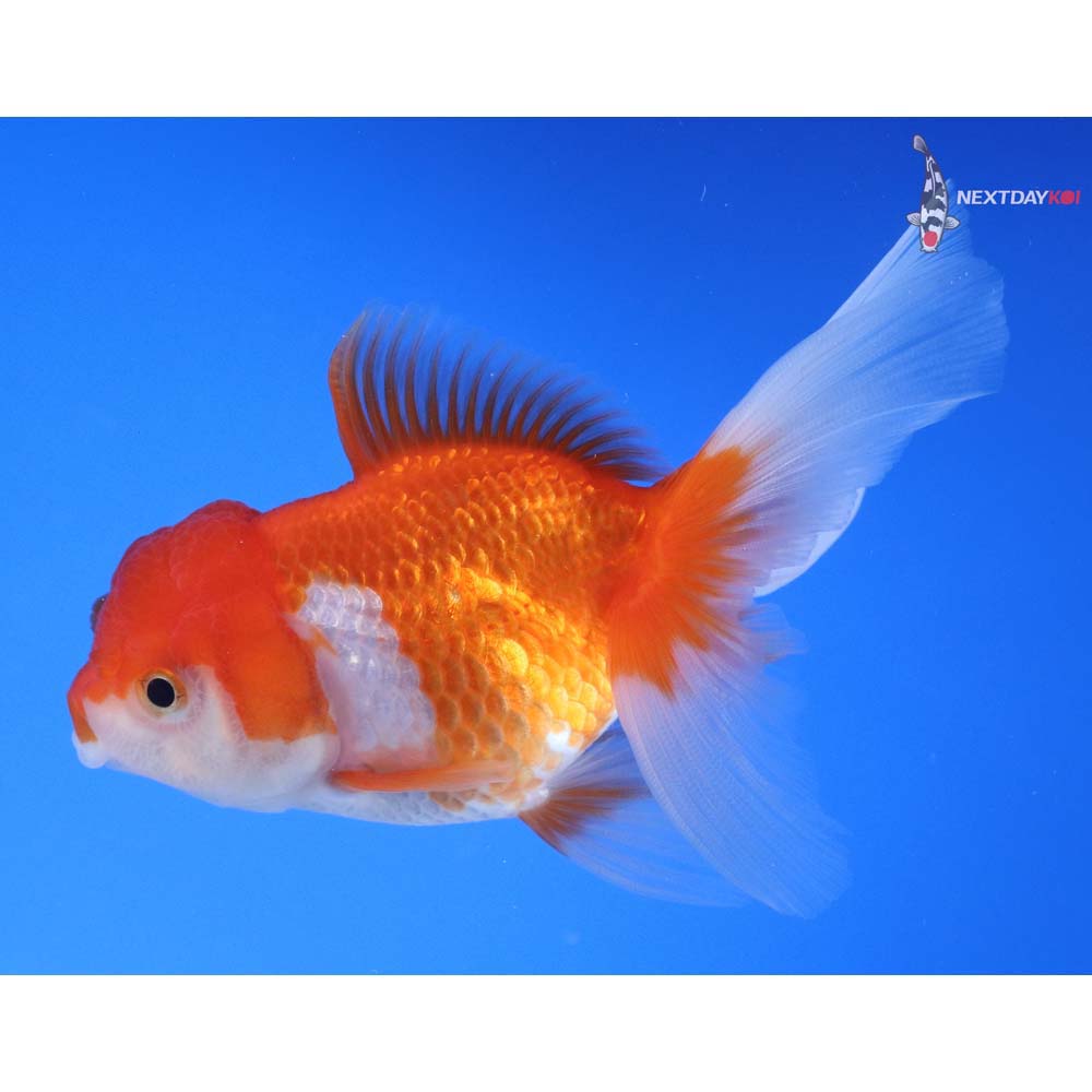 4” Imported Red and White Oranda