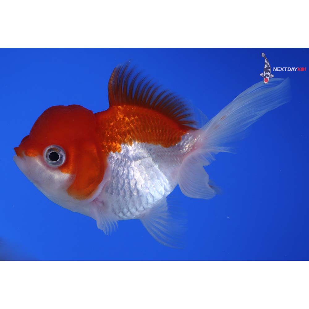 3.5” Imported Red and White Oranda