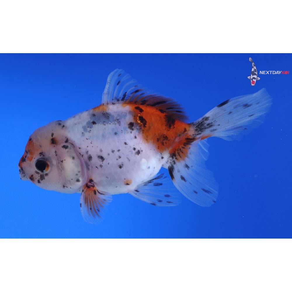 4” Imported Calico Oranda