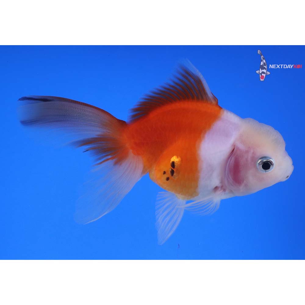 4” Imported Calico Oranda