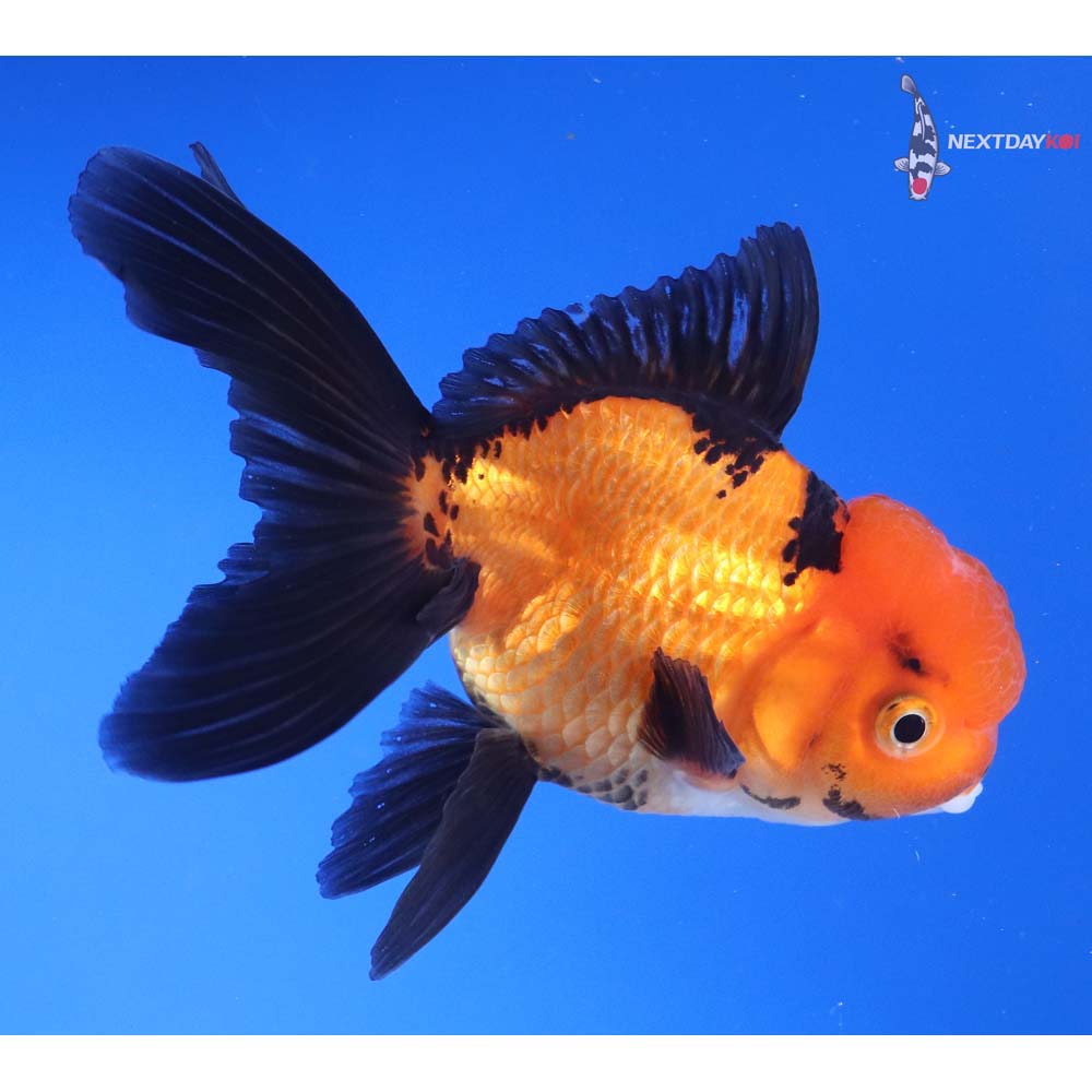 4.5” Imported Red and Black Oranda
