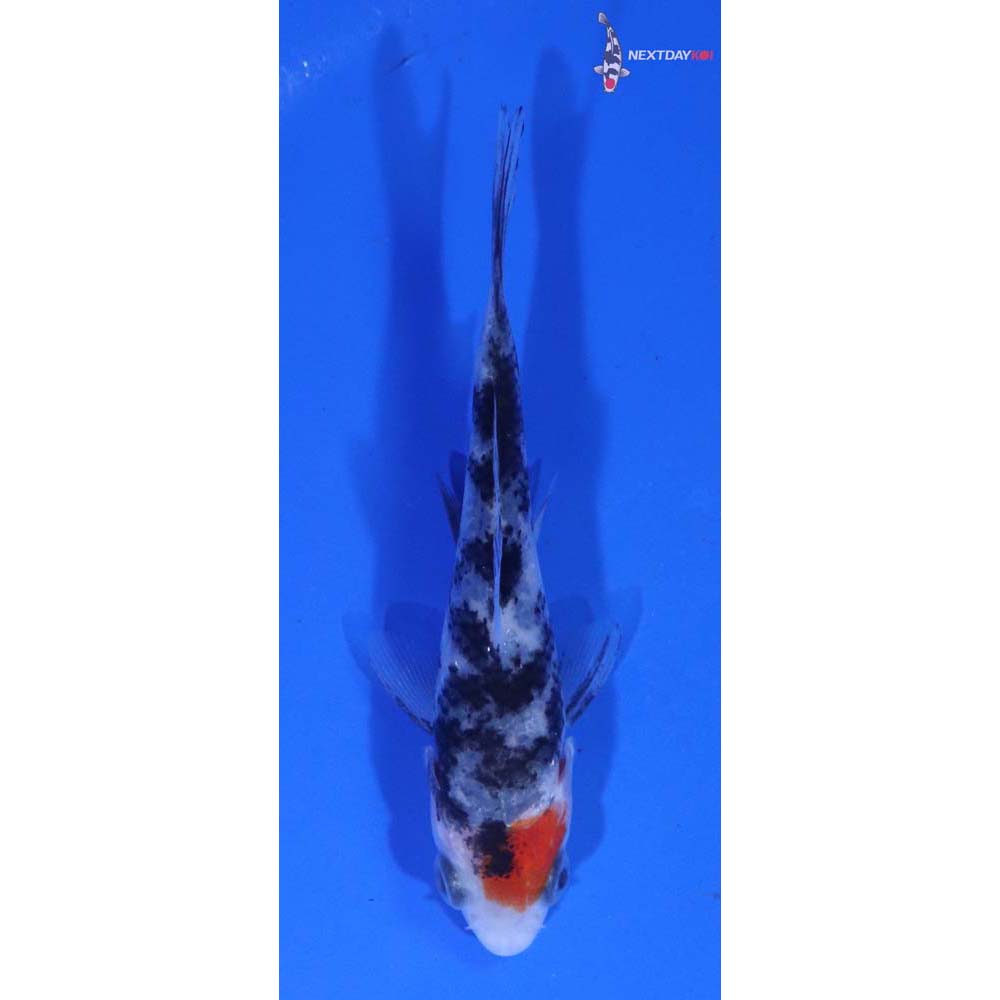 3” Imported Beni Matsukawabakke