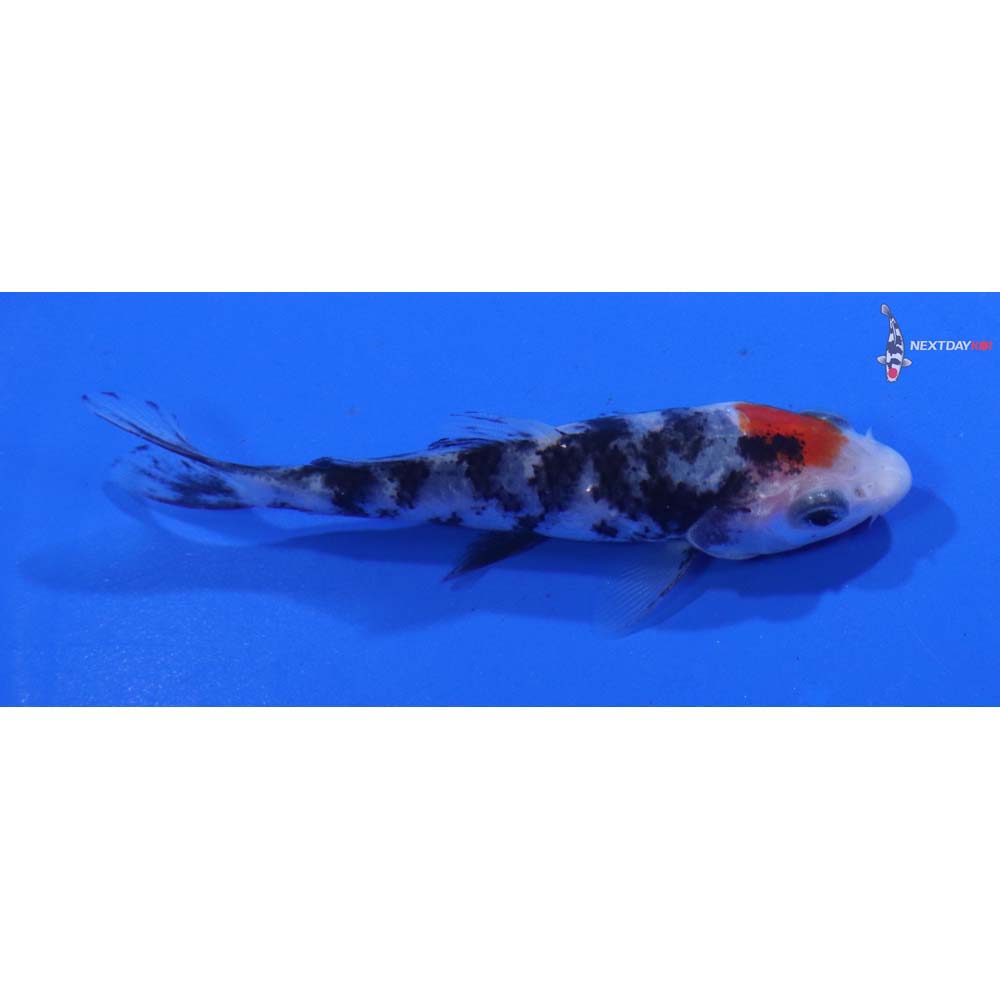 3” Imported Beni Matsukawabakke
