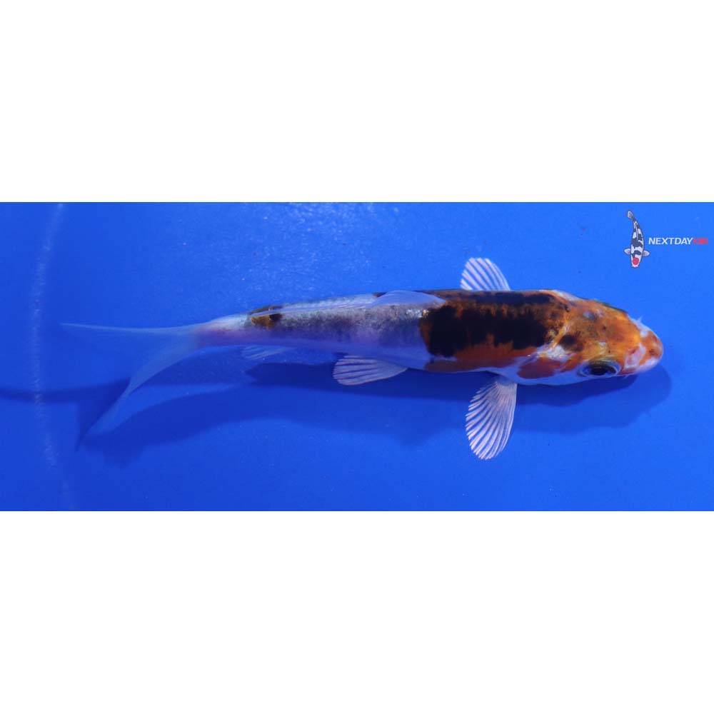 3.5” Imported Heisei Nishiki