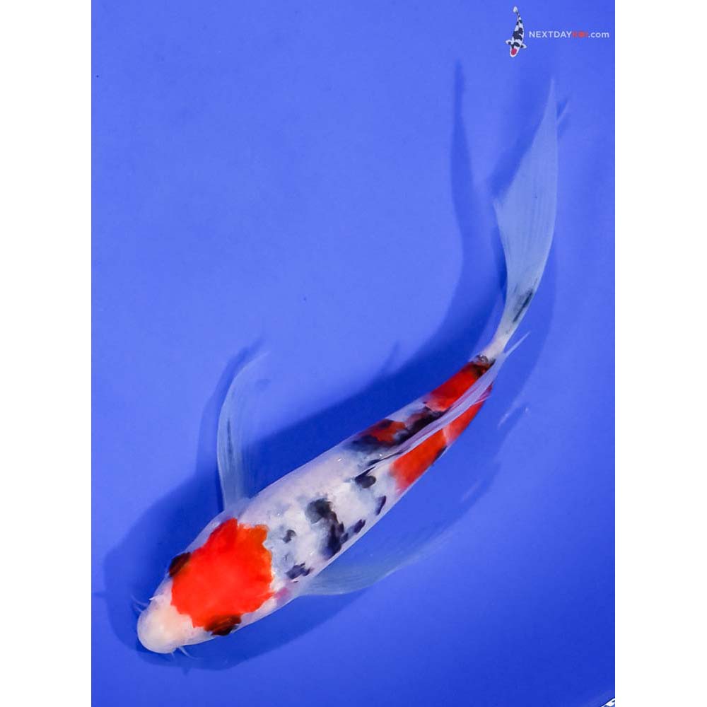 7” Imported Sanke Butterfly Koi