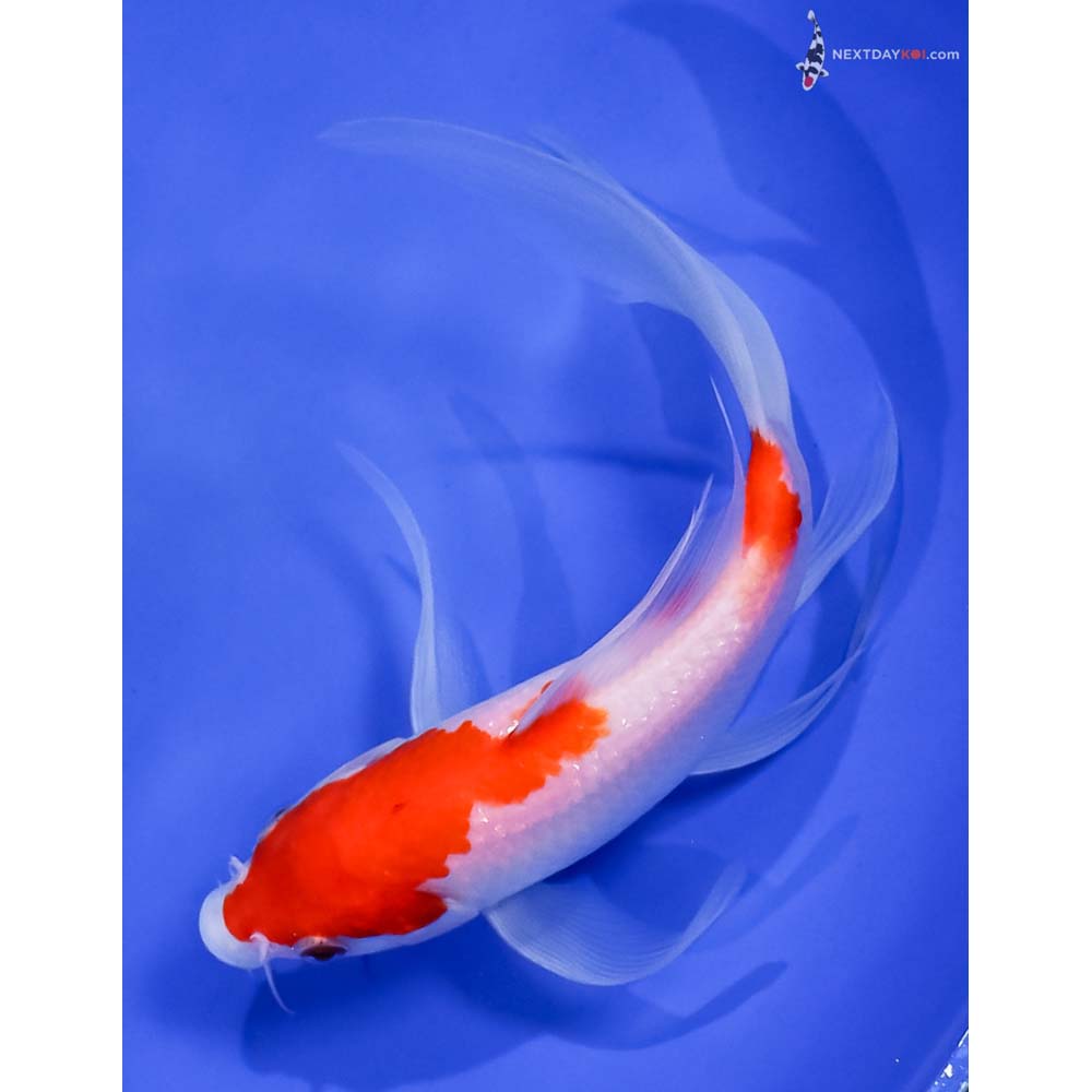 7.5” Imported Kohaku Butterfly Koi