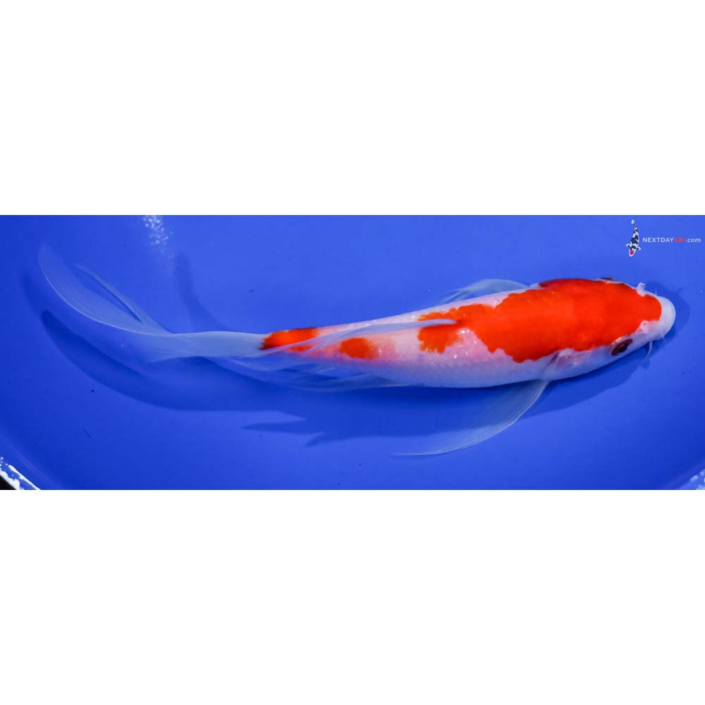 7.5” Imported Kohaku Butterfly Koi