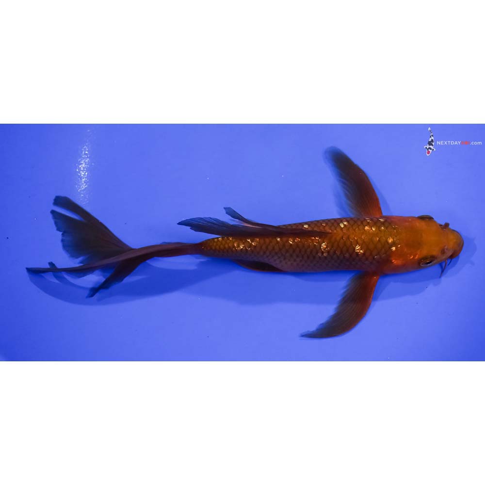 7.5” Imported Gin Rin Chagoi Butterfly Koi