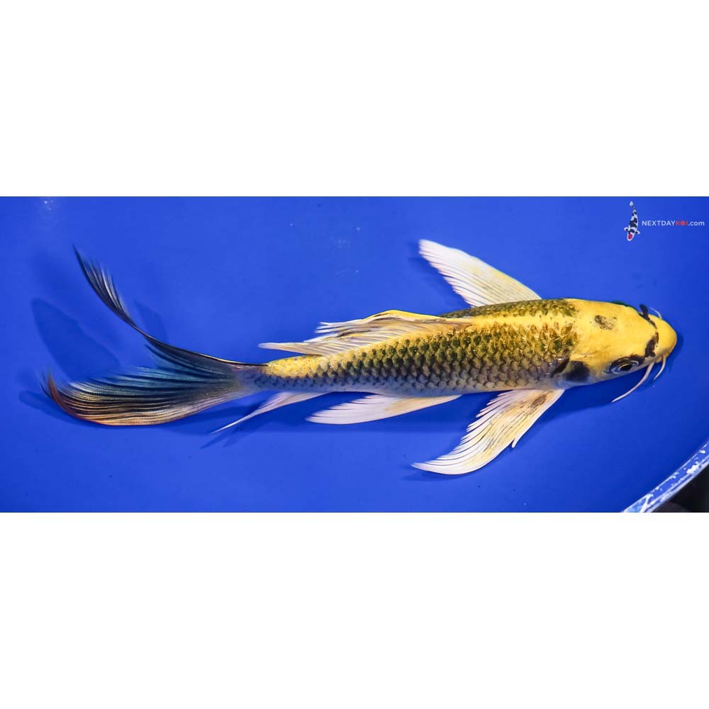 8” Imported Ki Matsuba Butterfly Koi