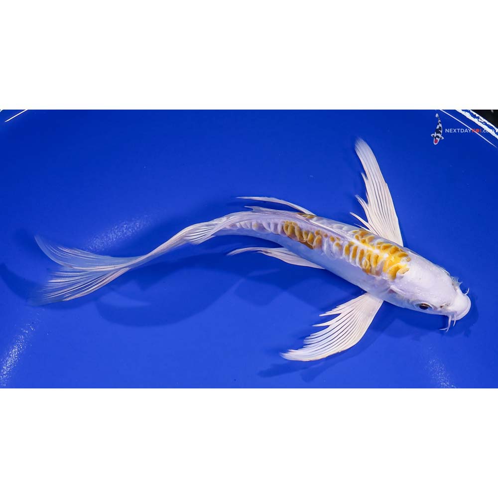 8” Imported Doitsu Lemon Hariwake Butterfly Koi