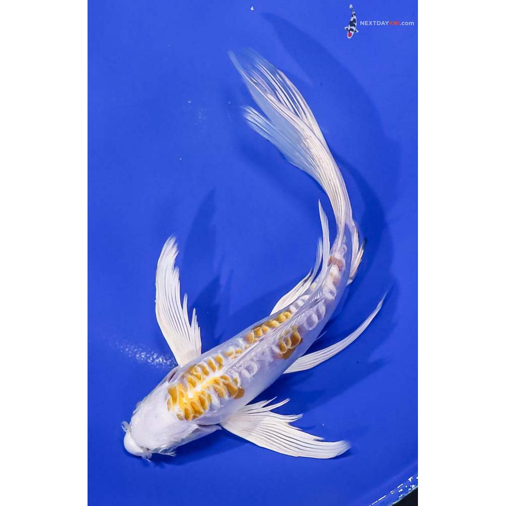 8” Imported Doitsu Lemon Hariwake Butterfly Koi