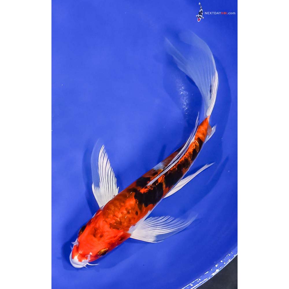 8” Imported Heisei Nishiki Butterfly Koi