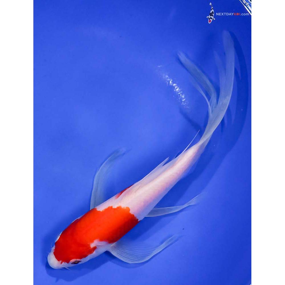 8” Imported Kohaku Butterfly Koi