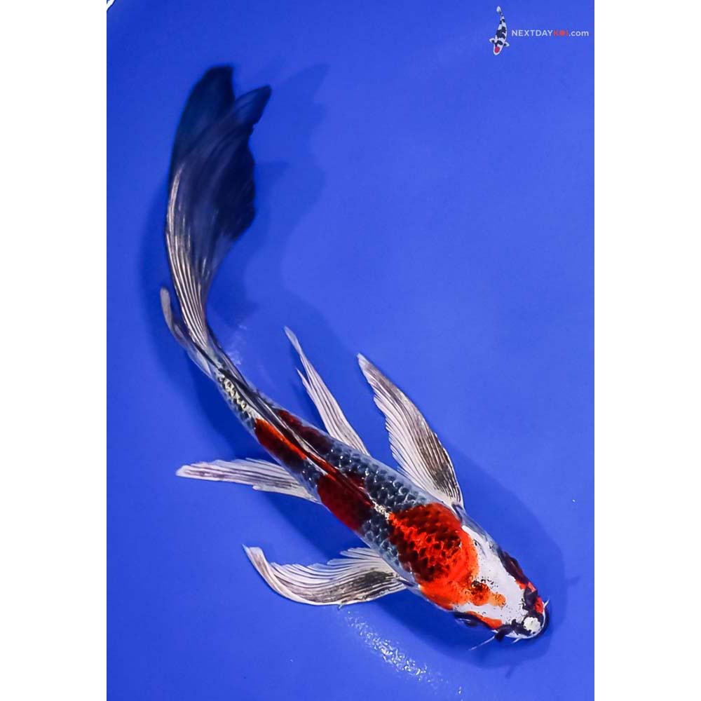 8” Imported Kujaku Butterfly Koi