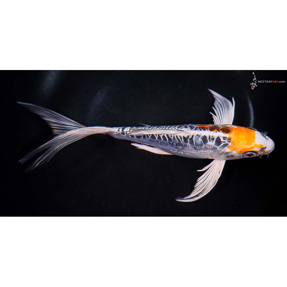 8” Imported Kin Kikokuryu Butterfly Koi