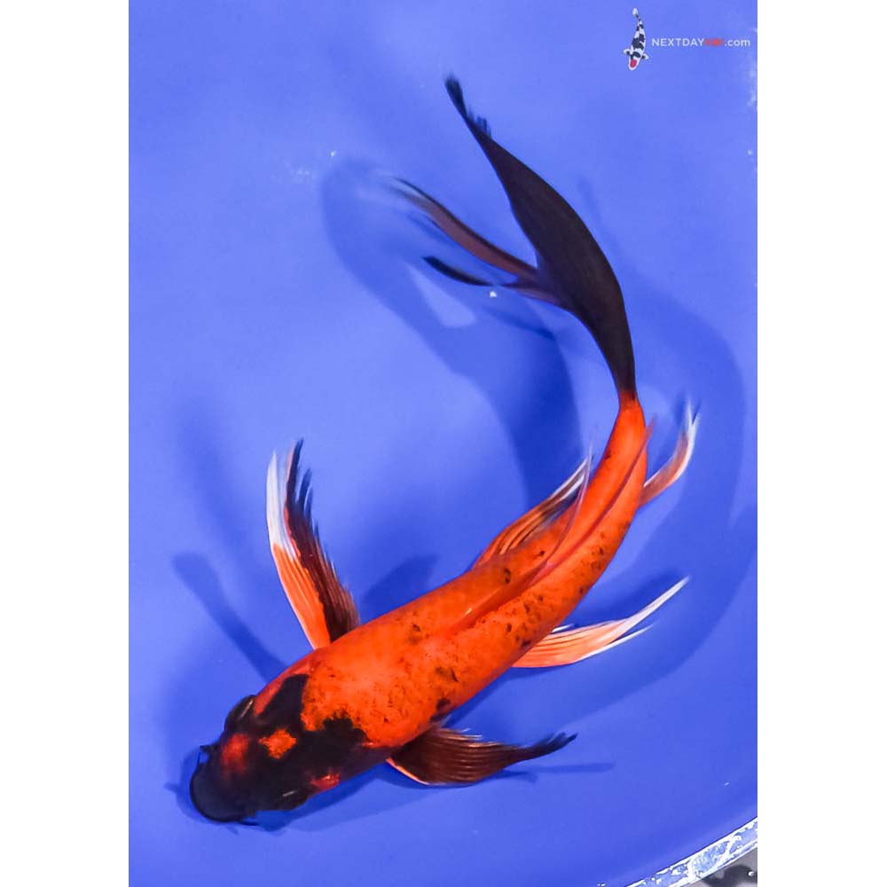 7” Imported Kin Hi Utsuri Butterfly Koi