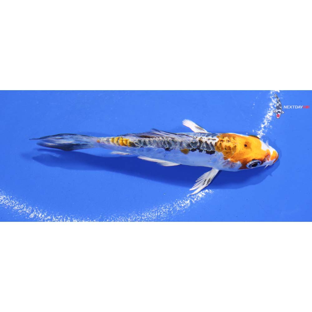 4” Imported Kujaku Butterfly Koi