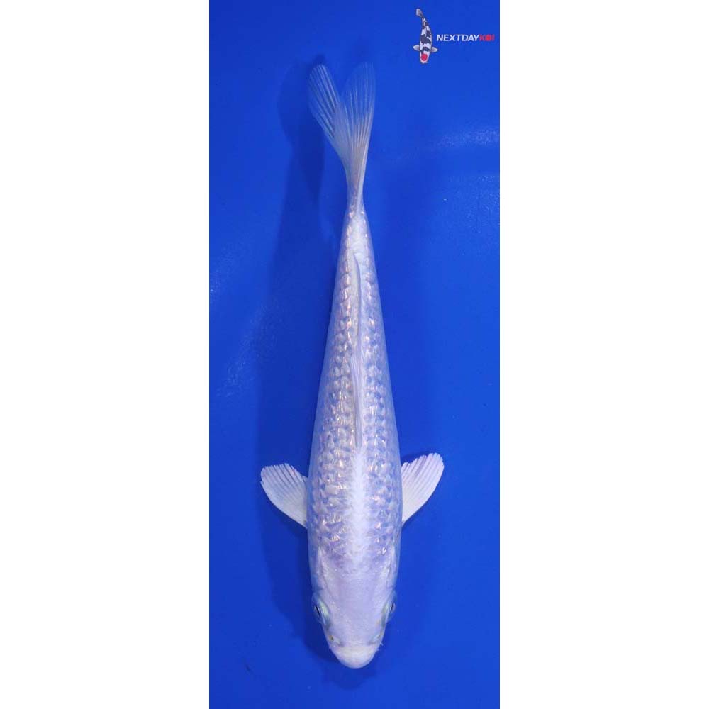 5” Imported Gin Rin Platinum Ogon