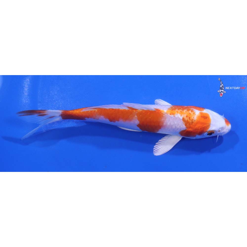 5” Imported Hariwake