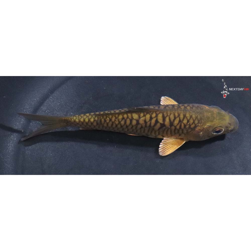 5” Imported Armor Scaled Chagoi